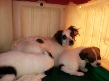 Frances's pups