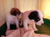 Frances's pups