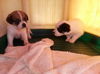 Frances's pups