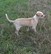 Willy
