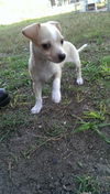 Willy