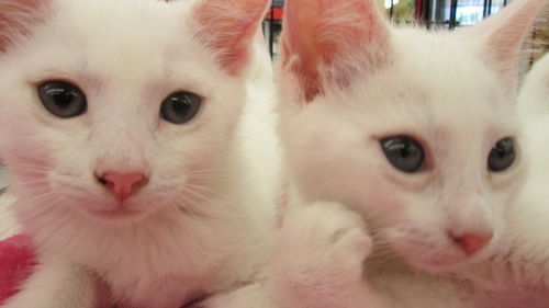 White kittens