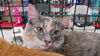 Orange tabby/ Dilute tortie pair
