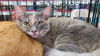 Orange tabby/ Dilute tortie pair