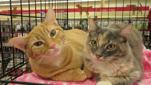 Orange tabby/ Dilute tortie pair