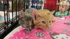 Orange tabby/ Dilute tortie pair