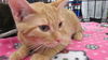 Orange tabby/ Dilute tortie pair