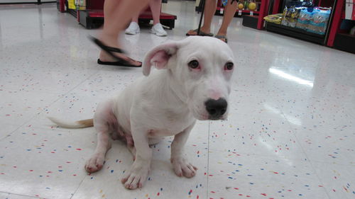 Chester