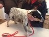 Cattle Dog