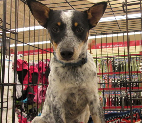 Cattle Dog