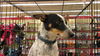 Cattle Dog