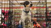 Cattle Dog