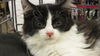Carl- black and white litter