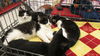 Carl- black and white litter