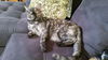 Little Kitty
