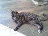 Little Kitty