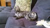 Little Kitty