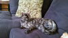 Little Kitty