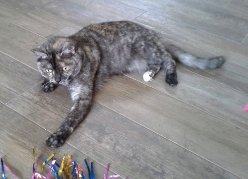 Little Kitty