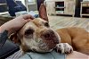 adoptable Dog in stockton, CA named GRACIE
