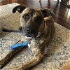 adoptable Dog in stockton, CA named DOTTIE