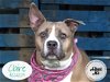 adoptable Dog in stockton, CA named CLAIRE