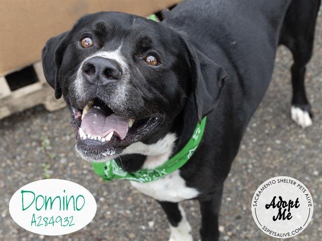 adoptable Dog in Stockton, CA named DOMINO