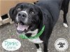 adoptable Dog in stockton, CA named DOMINO