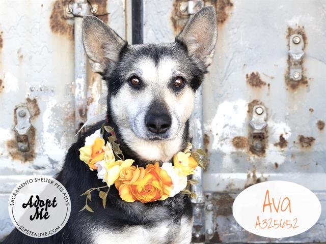 adoptable Dog in Stockton, CA named AVA