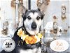 adoptable Dog in stockton, , CA named AVA