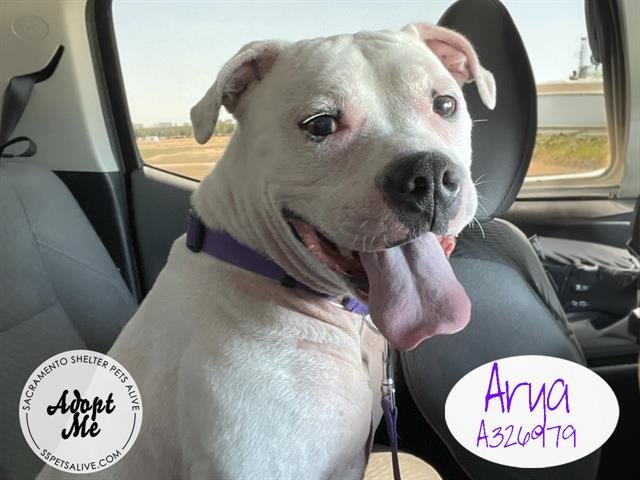 adoptable Dog in Stockton, CA named ARYA