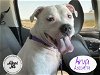 adoptable Dog in stockton, , CA named ARYA