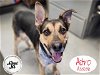 adoptable Dog in stockton, , CA named ASTRO