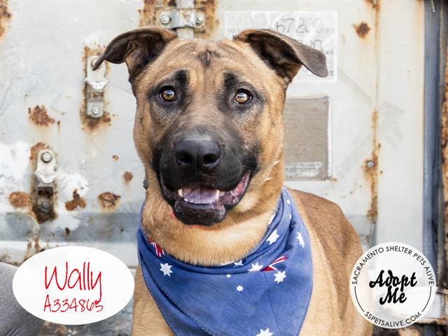 adoptable Dog in Stockton, CA named WALLY