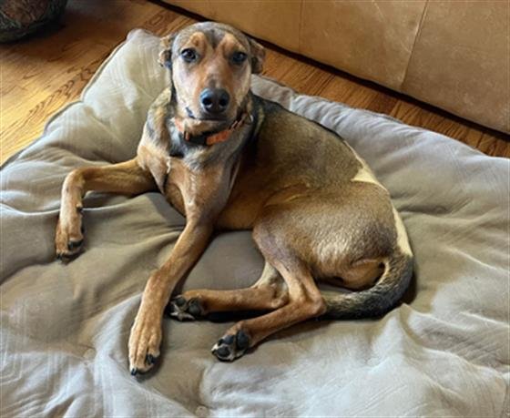 adoptable Dog in Stockton, CA named BELLE