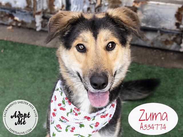 adoptable Dog in Stockton, CA named ZUMA