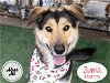 adoptable Dog in stockton, CA named ZUMA