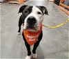 adoptable Dog in stockton, CA named CHUBBABUN