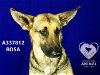 adoptable Dog in stockton, CA named ROSA