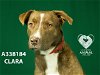adoptable Dog in stockton, CA named CLARA