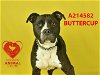 adoptable Dog in stockton, CA named BUTTERCUP