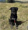 adoptable Dog in stockton, CA named SKY