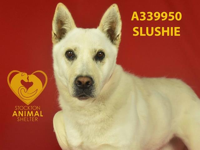 adoptable Dog in Stockton, CA named SLUSHIE