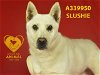 adoptable Dog in  named SLUSHIE