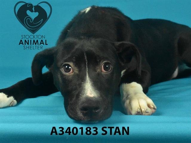 adoptable Dog in Stockton, CA named STAN