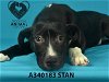 adoptable Dog in stockton, CA named STAN