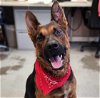 adoptable Dog in stockton, , CA named AZUL