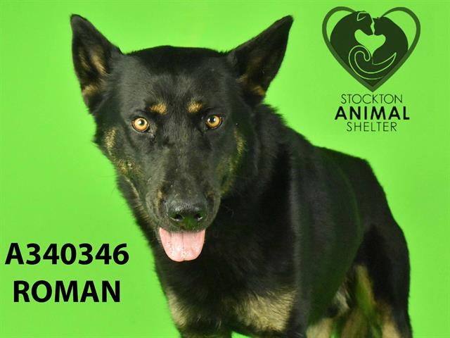 adoptable Dog in Stockton, CA named ROMAN