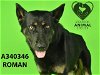 adoptable Dog in stockton, CA named ROMAN