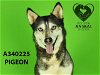 adoptable Dog in stockton, CA named PIGEON